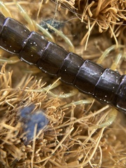 Cormocephalus hartmeyeri