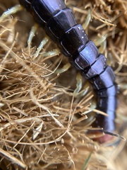 Cormocephalus hartmeyeri