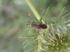 Closterotomus annulus