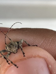 Leptostylus transversus