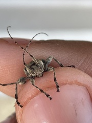 Leptostylus transversus