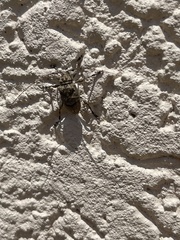 Leptostylus transversus