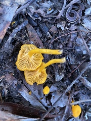 Cantharellus concinnus