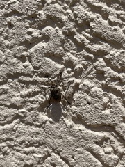 Leptostylus transversus