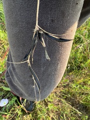 Strophostyles leiosperma