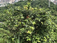 Vaccinium randaiense