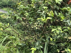 Vaccinium randaiense