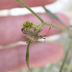 Closterotomus histrio