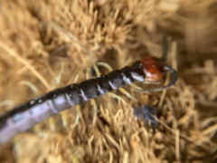 Cormocephalus hartmeyeri