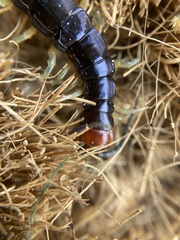 Cormocephalus hartmeyeri