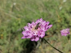 Oedemera flavipes