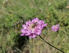 Oedemera flavipes