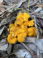 Cantharellus concinnus