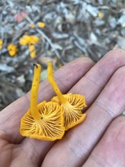 Cantharellus concinnus