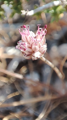 Allium rubrovittatum, photograph 2
