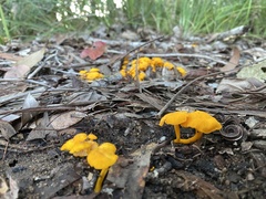 Cantharellus concinnus