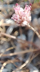 Allium rubrovittatum, photograph author not stated, no rights reserved