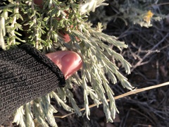 Krascheninnikovia lanata