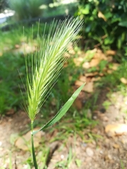 Hordeum murinum