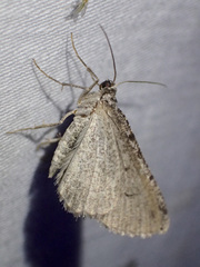 Psilosticha absorpta