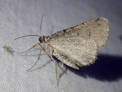 Psilosticha absorpta