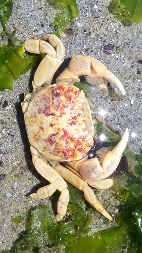 Purple Shore Crab, photo 4 of 10