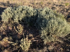 Krascheninnikovia lanata