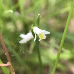 Spiranthes lucida