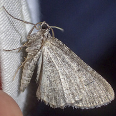 Psilosticha absorpta