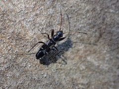 Slaterobius insignis