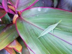 Atractomorpha acutipennis gerstaeckeri