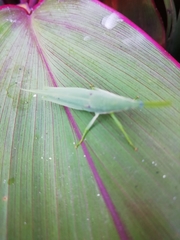 Atractomorpha acutipennis gerstaeckeri