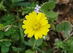 Crepis bursifolia