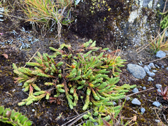 Hypericum selaginella