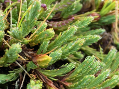 Hypericum selaginella