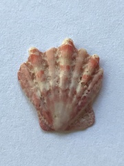 Nodipecten fragosus