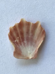 Nodipecten fragosus