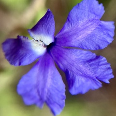 Dampiera hederacea