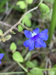 Dampiera hederacea