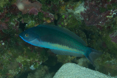 Pseudocoris yamashiroi