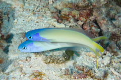 Hoplolatilus starcki