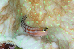 Ecsenius fijiensis