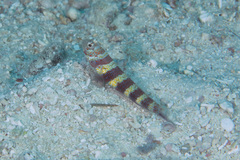 Amblyeleotris wheeleri