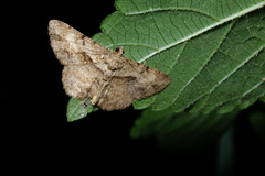 Psilalcis galsworthyi