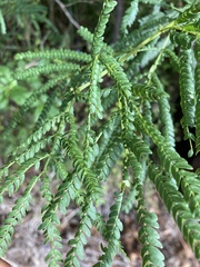 Acacia pentadenia
