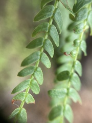 Acacia pentadenia
