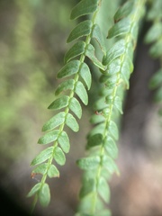 Acacia pentadenia