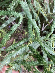 Acacia pentadenia