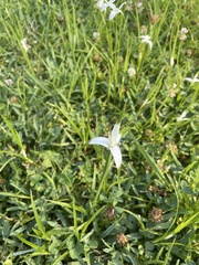 Rhynchospora latifolia