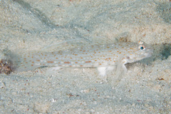 Istigobius rigilius